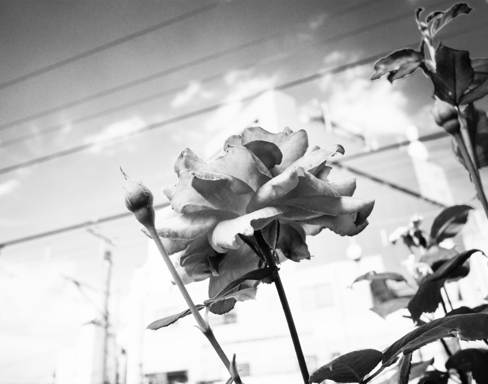 photograph by Makoto Sato